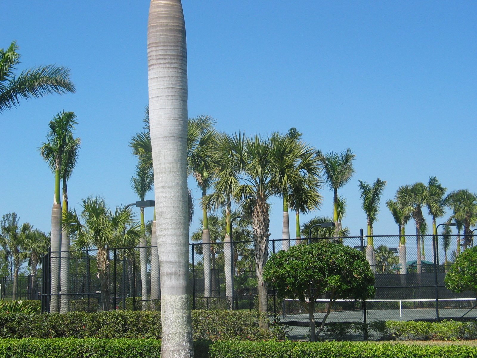 Heron Bay Tennis Courts